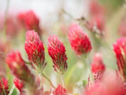 a bunch of red flowers that are in the grass