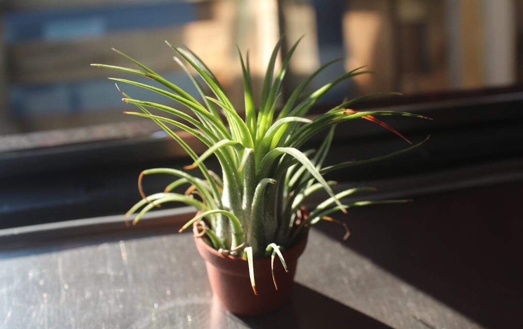 green leafed plant on brown pot
