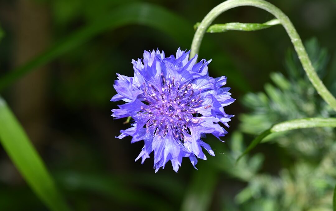 Blue Cornflower Benefits