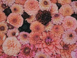 white and pink flower petals