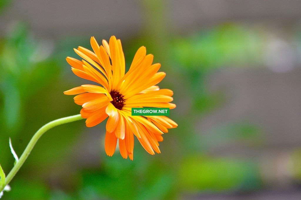 Flowers To Plant In Spring This Year