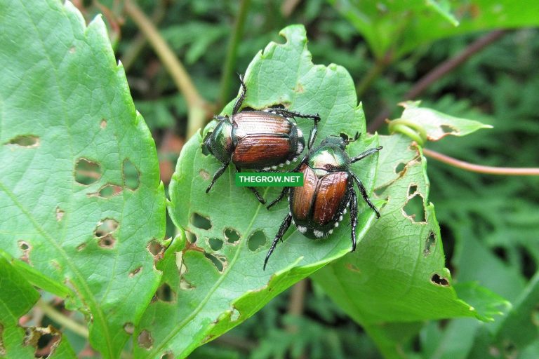 How to Get Rid Of Japanese Beetles Easily