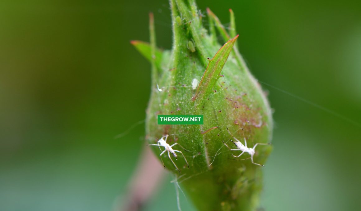 How to Get Rid of Aphids Naturally