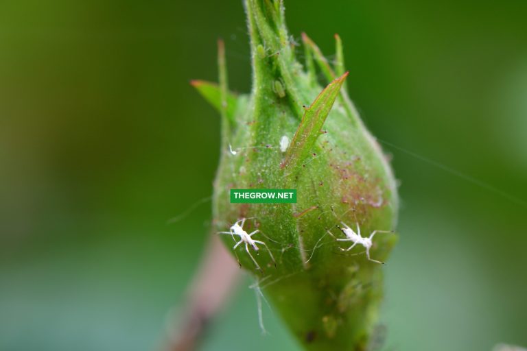 How to Get Rid of Aphids Naturally
