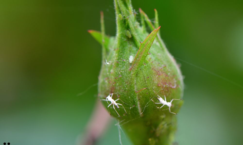 How to Get Rid of Aphids Naturally