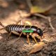 How to Get Rid of Earwigs Efficiently