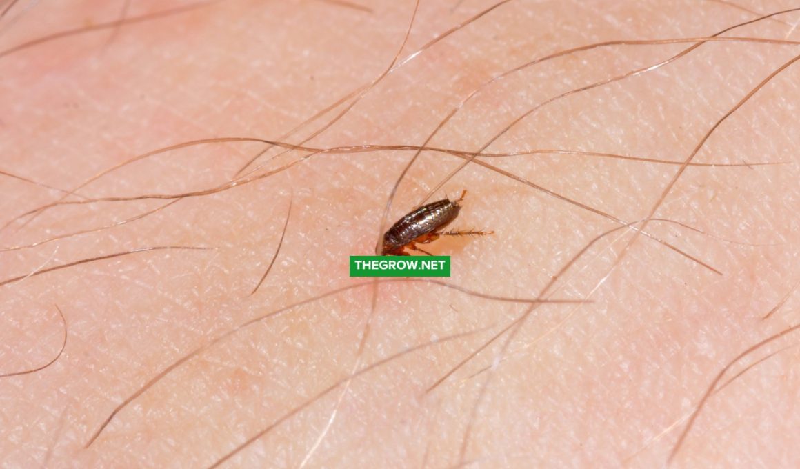 How to Get Rid of Fleas at Home