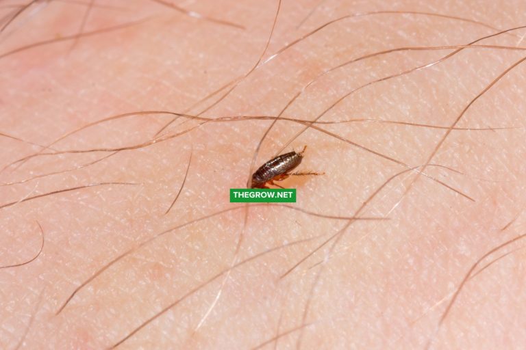 How to Get Rid of Fleas at Home