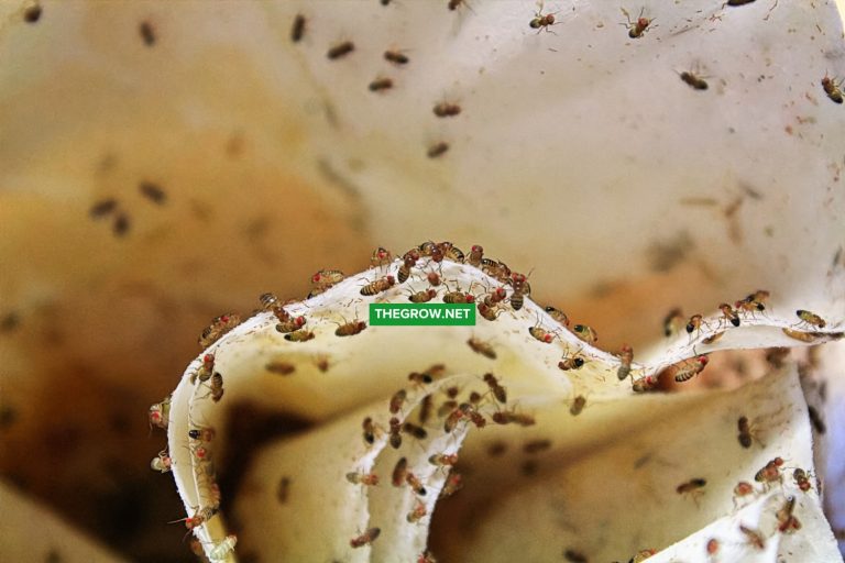 How to Get Rid of Fruit Fly Infestation Easily