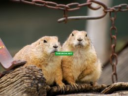 How to Get Rid of Gophers in the Garden