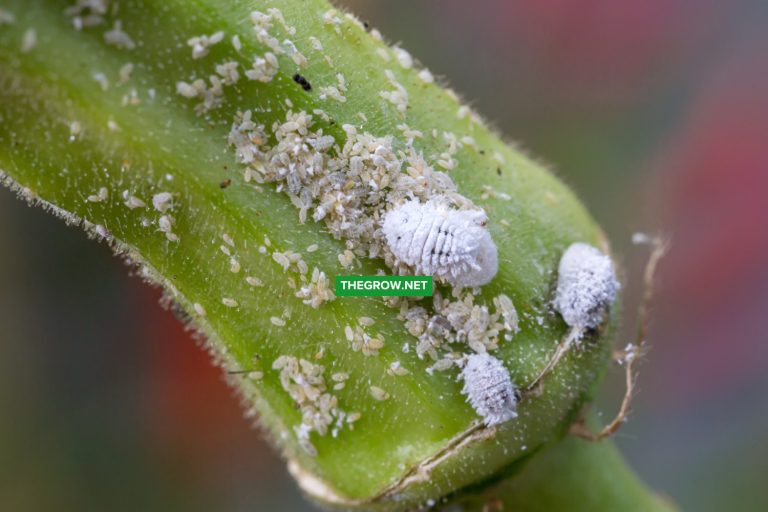 How to Get Rid of Mealybugs Easily