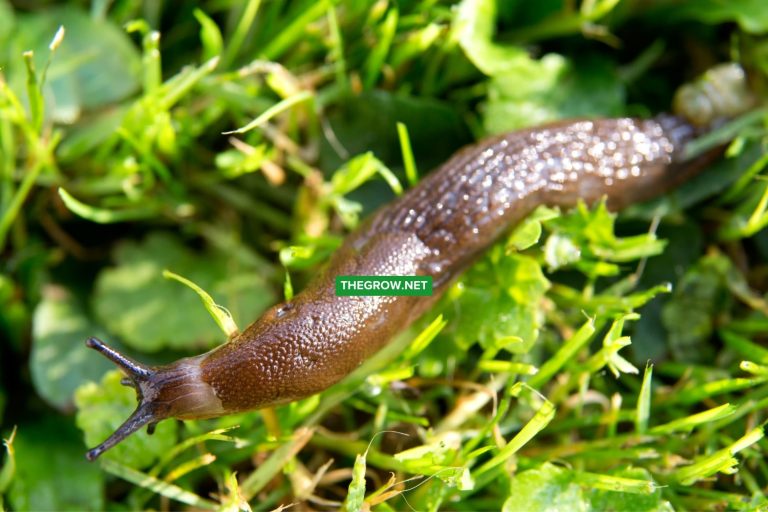 How to Get Rid of Slugs in Garden