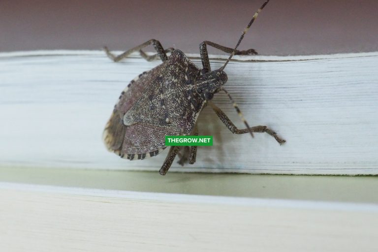 How to Get Rid of Stink Bugs Effectively
