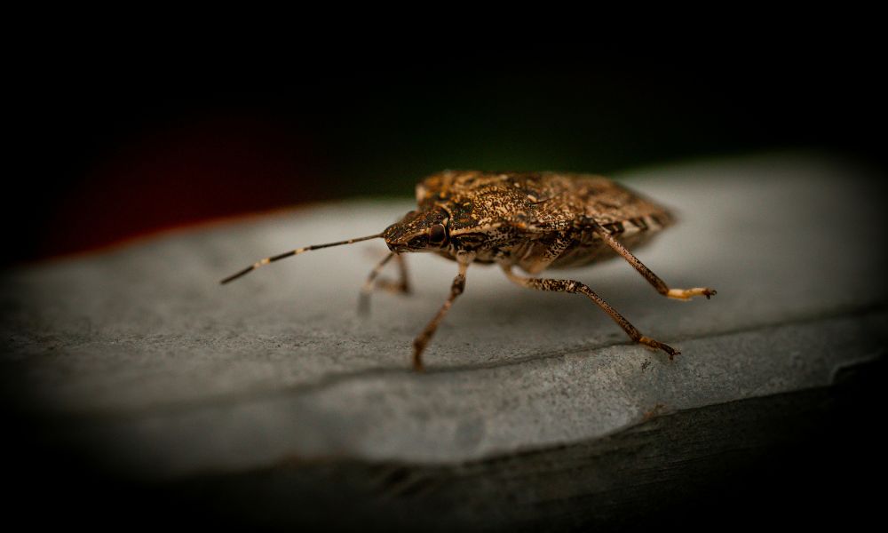 How to Get Rid of Stink Bugs Effectively