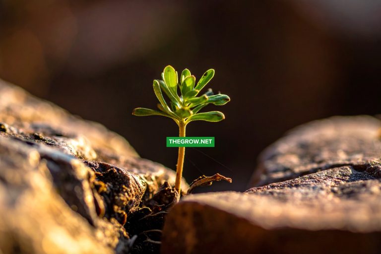 How to Get Rid of Weeds in Rocks