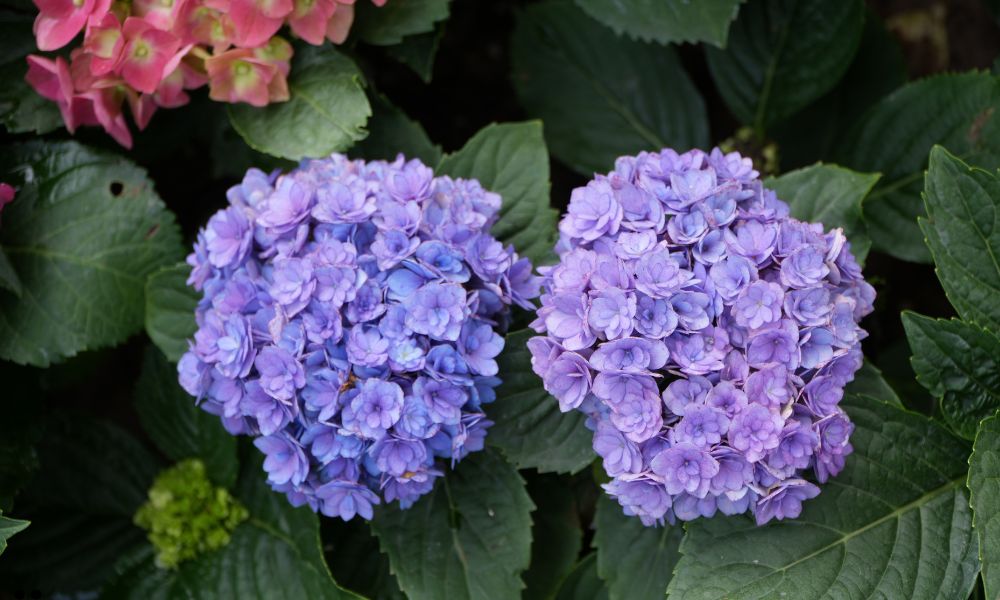 When to Plant Hydrangeas in the Ground