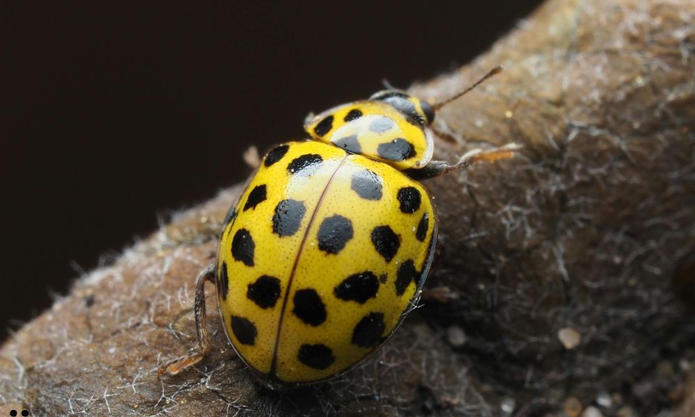 how to get rid of ladybugs
