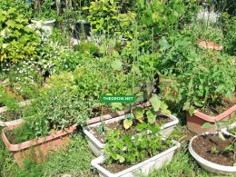 Plant Vegetables in Your Garden