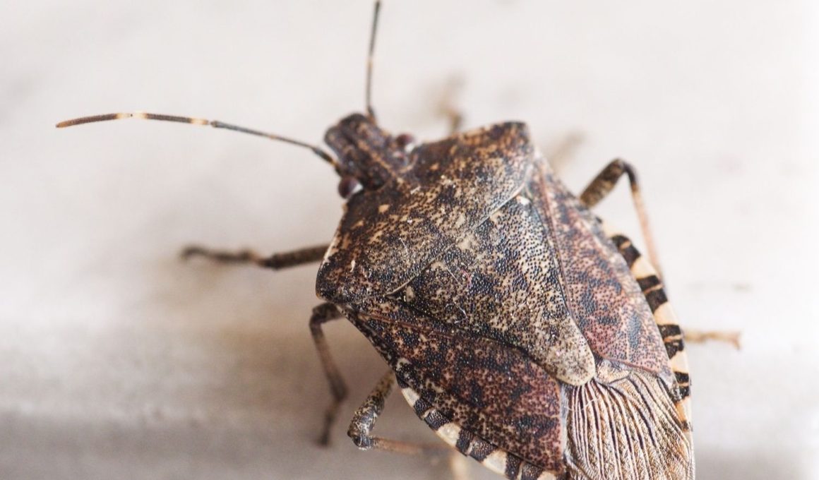How to Get Rid Of Stink Bugs At Home