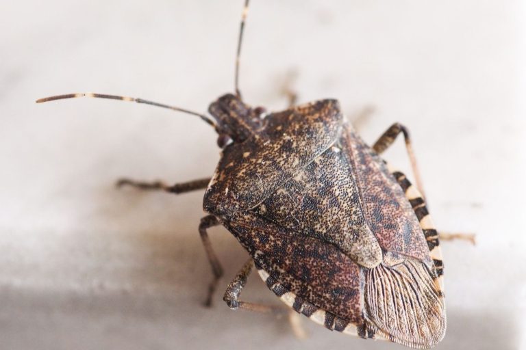 How to Get Rid Of Stink Bugs At Home
