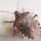 How to Get Rid Of Stink Bugs At Home