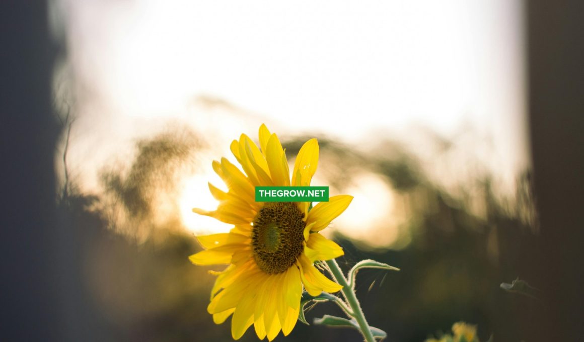 When to plant sunflower in your garden