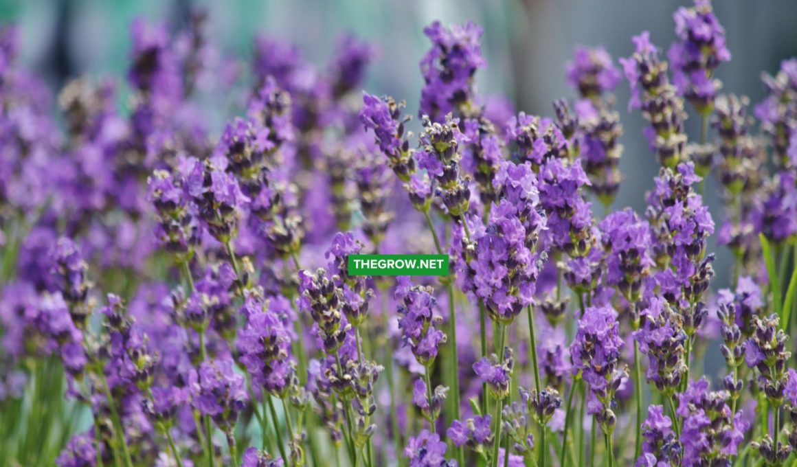 When to Plant Lavender Outside