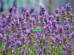 When to Plant Lavender Outside