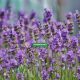 When to Plant Lavender Outside