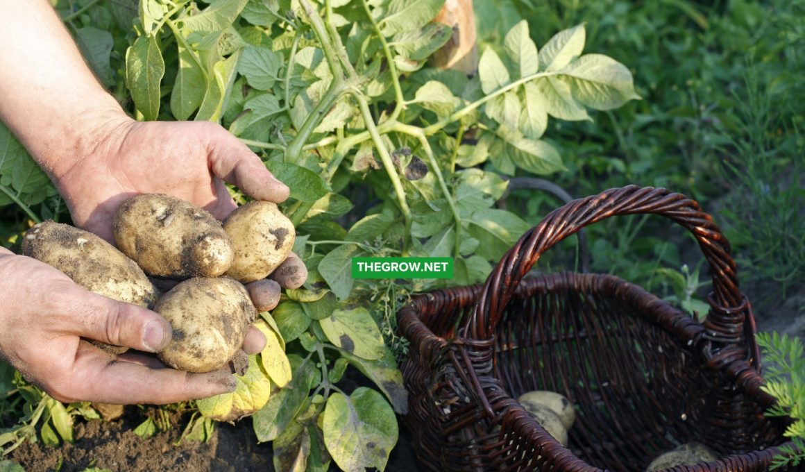 When to Plant Potatoes for the Year