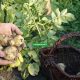 When to Plant Potatoes for the Year