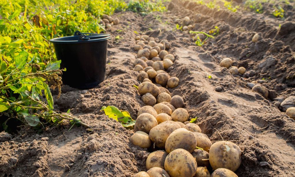 When to Plant Potatoes for the Year