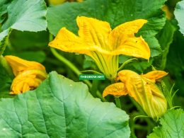 when to plant pumpkin