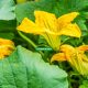 when to plant pumpkin
