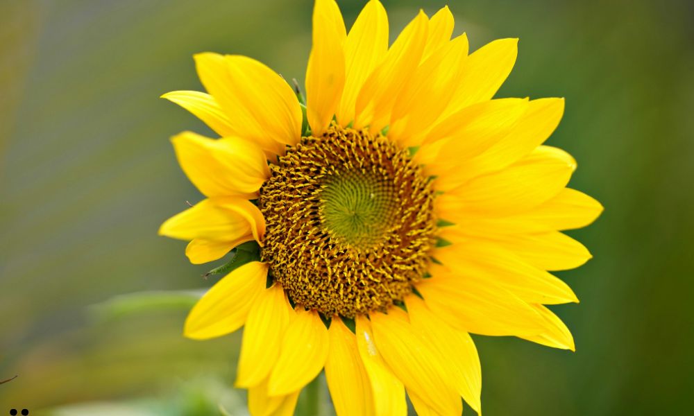 when to plant sunflower