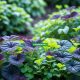 Best Garden Ground Cover Ideas to Transform Your Landscape