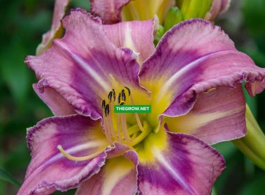 Best Plants for Sloped Areas for Erosion Control