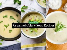 Cream of Celery Soup Recipes