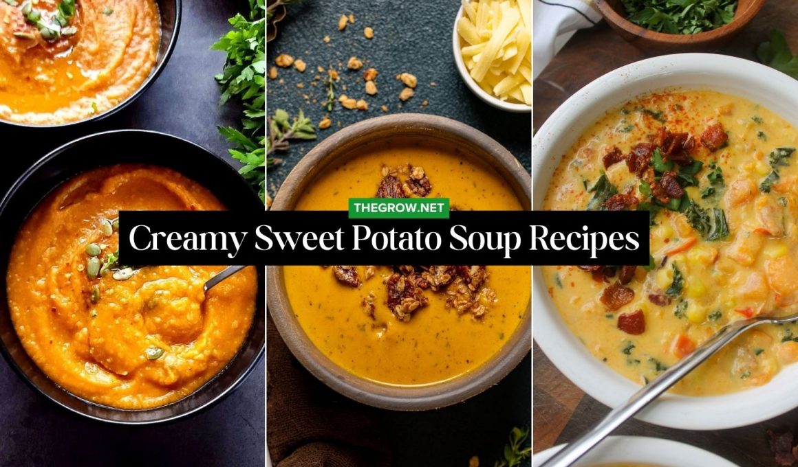 Sweet Potato Soup Recipes
