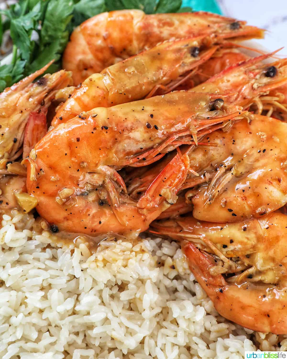 Shrimp in Red Chile Adobo Sauce