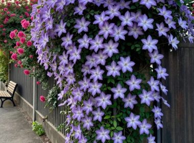 English Cottage Side Yard Ideas That Feel Cozy