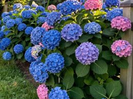 Fence Line Landscaping Ideas That Look Finished and Neat