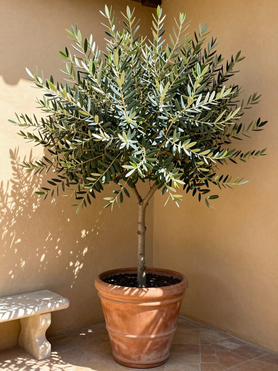 Photo of a large terracotta pot holding a mature olive tree in a courtyard corner, the silver-green leaves catching the light, straight-on view, setting against a warm stucco wall, bright midday light, containing a small stone bench nearby, iPhone photo quality.