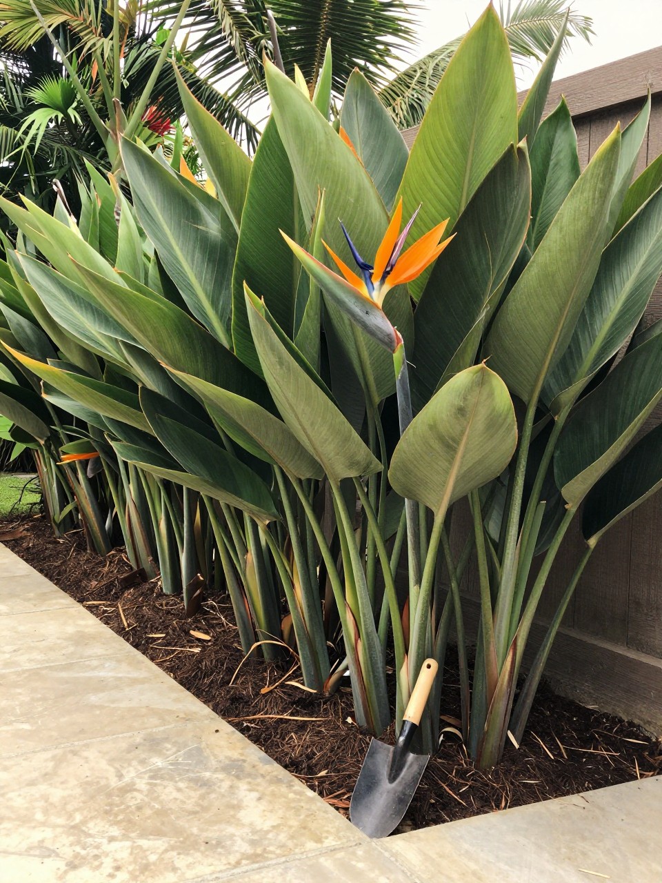 Photo of a backyard boundary lined with tall bird of paradise plants, corner angle view, setting in a tropical garden with a stone path, bright filtered light, containing a small hand trowel stuck in the soil, iPhone photo quality.
