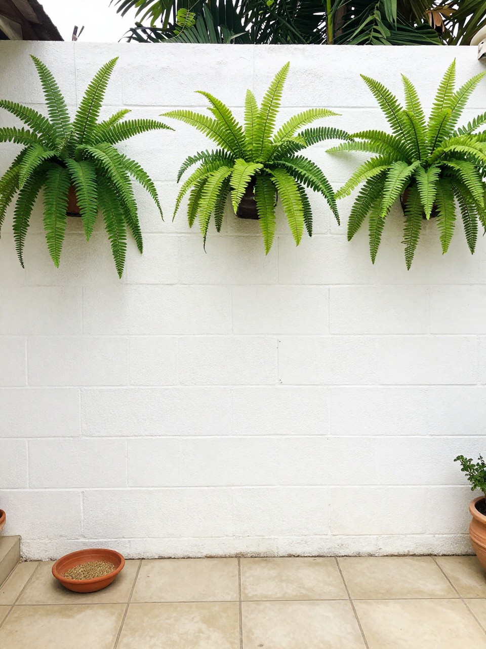 Photo of a white painted cinder block wall with hanging ferns, straight-on view, setting in a tropical courtyard with tile flooring, bright midday light, containing a clay saucer with birdseed on the ground, iPhone photo quality.