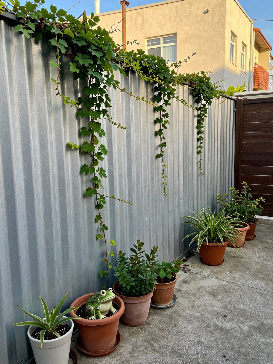 Photo of a corrugated metal fence partially covered in green vines, wide view, setting in a small city backyard with potted plants, late afternoon light, containing a ceramic frog tucked among the pots, iPhone photo quality.