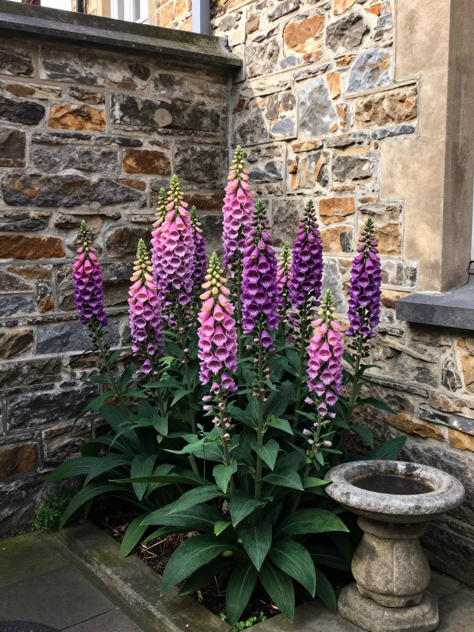 Photo of a shady corner of a narrow side yard filled with tall pink and purple foxgloves, corner angle view, setting against a stone wall, soft morning light, containing a small stone birdbath nearby, iPhone photo quality.