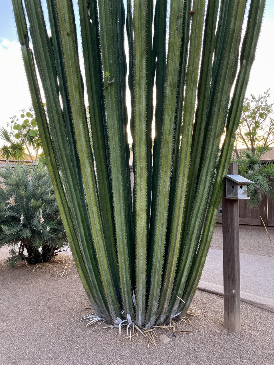Photo of a living ocotillo fence with green leaves on the canes, corner angle view, setting around a desert garden boundary, morning light, containing a small birdhouse attached to a post, iPhone photo quality.