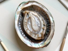 Amazing Abalone Shell Crafts to Make Now