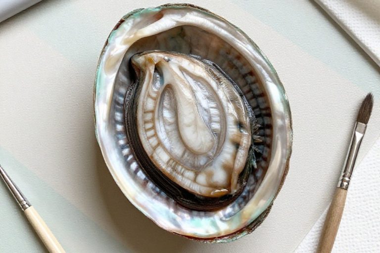 Amazing Abalone Shell Crafts to Make Now